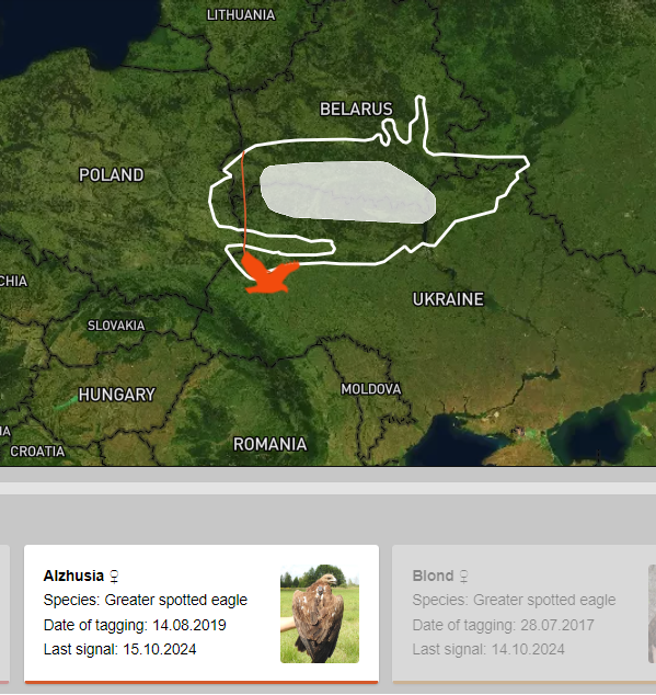wildpolesia's tweet photo. A #GPS-tagged βοΈ #GreaterSpottedEagle from #WildPolesia started its #autumnmigration record late - on 12.10! The previous known record was 10.10.
Welcome to our interactive map to follow the moves of these charismatic raptors! https://t.co/R1fL21UCM3
#WildlifeWednesday https://t.co/94u6SOO9FT