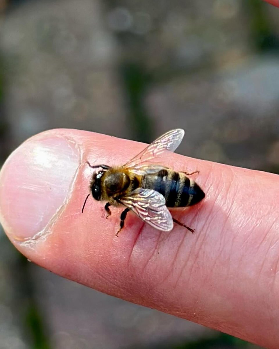 George Biswas tweet media