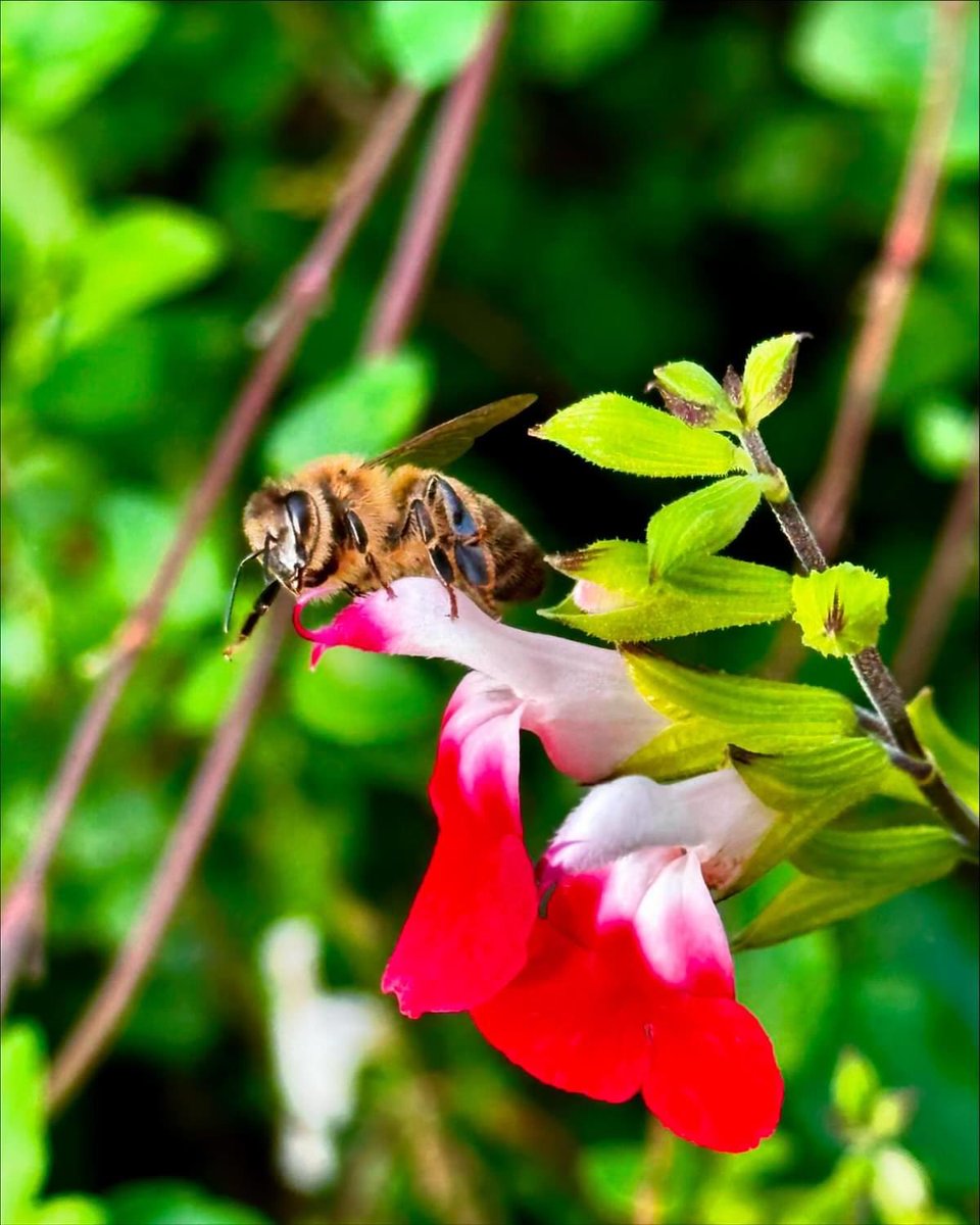 George Biswas tweet media