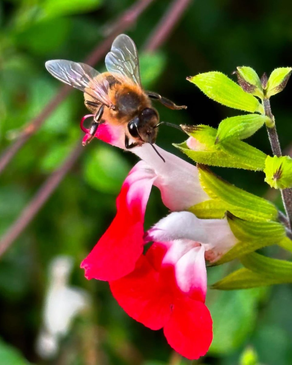 George Biswas tweet media