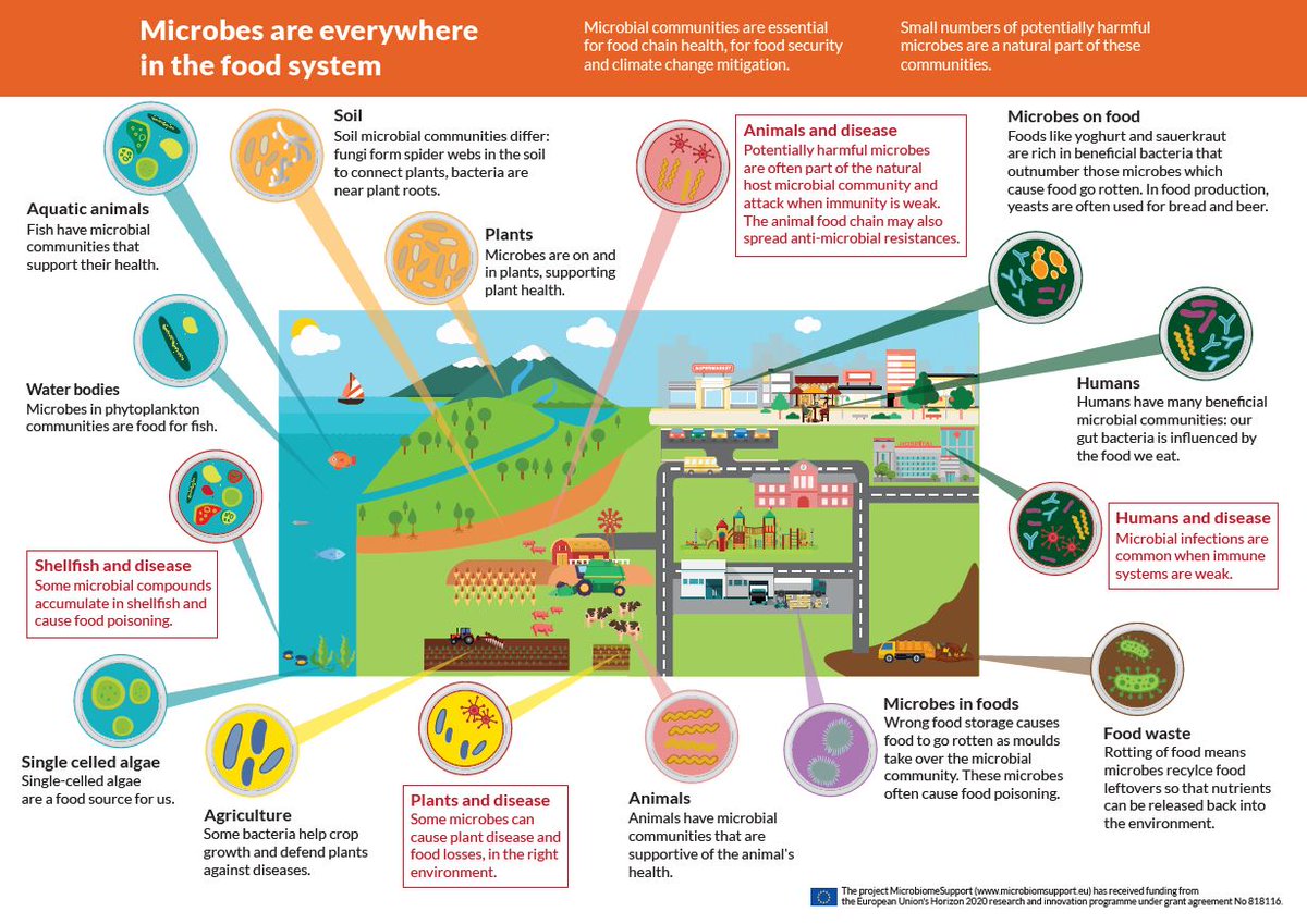 Happy #WorldFoodDay2024! 
Let's use this occasion to acknowledge the often overseen but key players at the heart of the #FoodSystems ➡️ #microbiomes!
For more information on this topic, visit MicrobiomeSupport Legacy – MicrobiomeSupport.