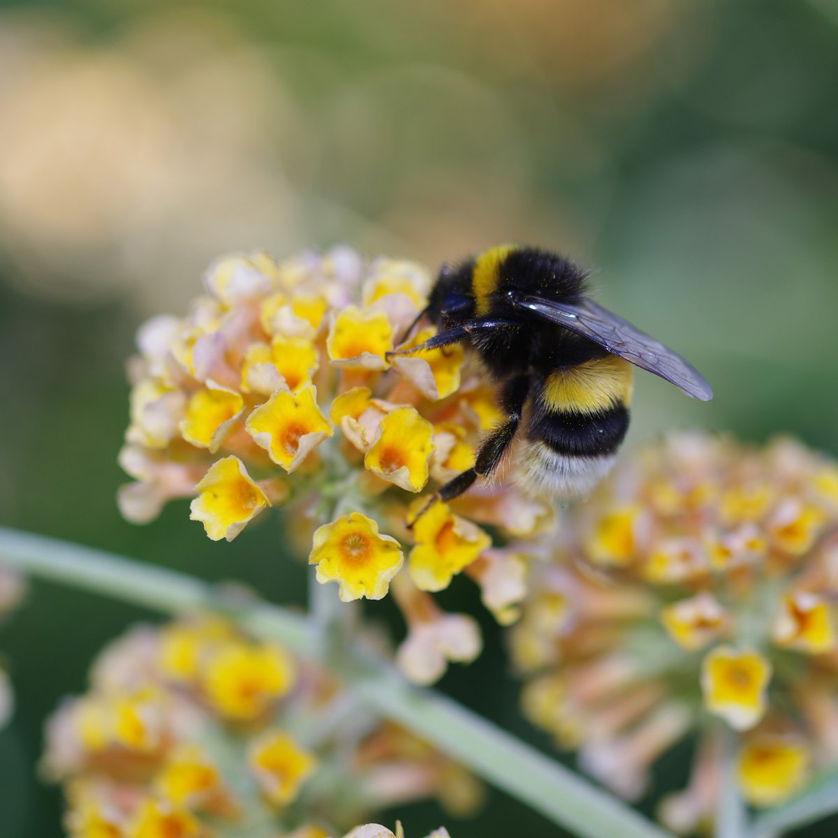 ⚠️ Just one teaspoon of neonicotinoids can kill 1.25 billion bees. This is why we need neonic-free sugar!

Ask British Sugar to help more farmers go neonic-free by adding your name to our petition: action.wildlifetrusts.org/page/142500/pe…

#NoToNeonics #Wildlife #SaveTheBees
