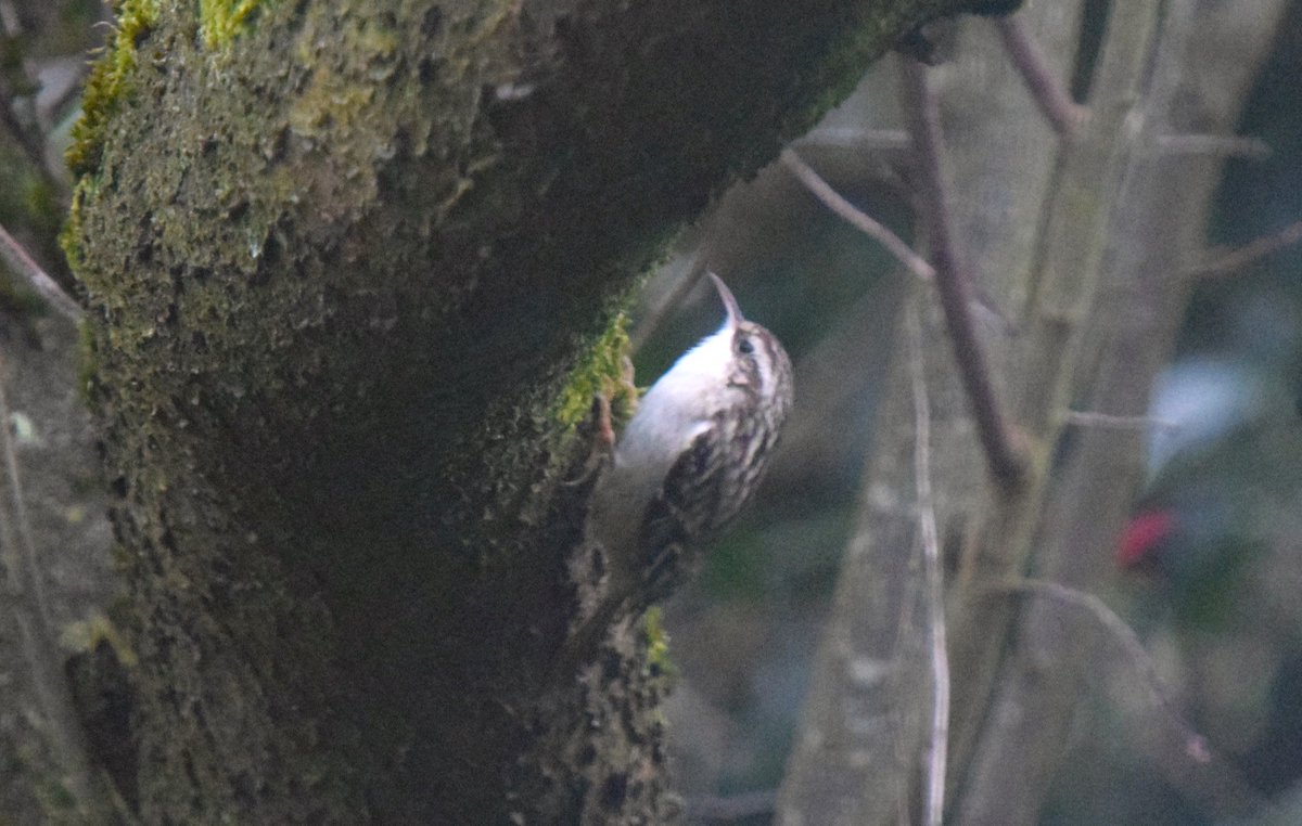 De eerste keer dat ik de boomkruiper bij ons in de tuin zie. De boomklever is in de winter vaste gast. Hopelijk blijft de kruiper ook komen. <a href="/vogelnieuws/">Vogelbescherming NL</a> @CamillaDreef @Natuurmonument <a href="/flevolandschap/">Het Flevo-landschap</a> <a href="/npnieuwland/">NP Nieuw Land</a> <a href="/OmroepFlevoland/">Omroep Flevoland</a> @TimKreetz #boomkruiper
