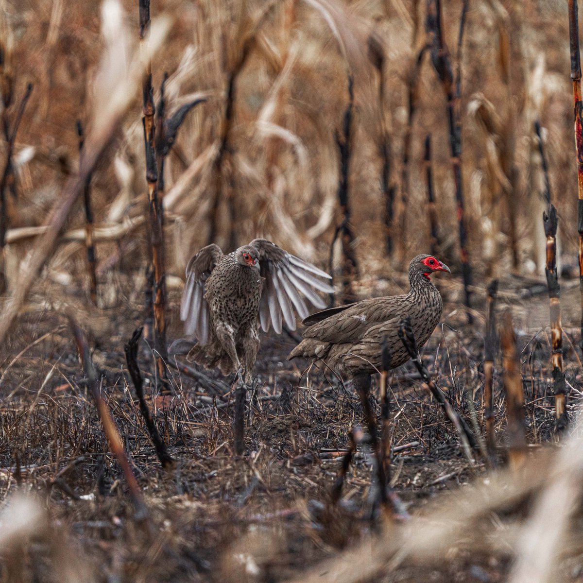 Swainson's Spur Fowl in the City 
A reminder of how vital urban wetlands are for birdlife. They rely on these resource-rich environments to nest and raise their young. 🌍 #WetlandProtection #ConservationMatters #Harare