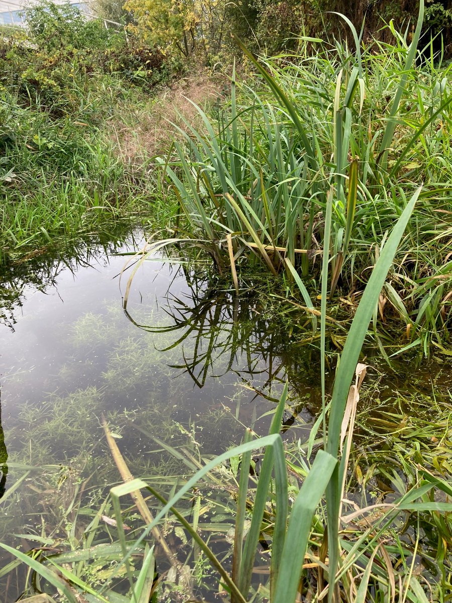 ARU_Biology (@aru_biology) on Twitter photo Our final year students joined staff along the banks of the River Cam yesterday to search for signs of that highly elusive water vole! Knowing where this species can be found is vital for active #conservation measures such as #habitat management <a href="/aru_fse/">ARU Science & Engineering</a> Our final year students joined staff along the banks of the River Cam yesterday to search for signs of that highly elusive water vole! Knowing where this species can be found is vital for active #conservation measures such as #habitat management <a href="/aru_fse/">ARU Science & Engineering</a>