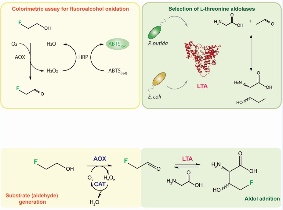 Pablo Iván Nikel @pabnik.bsky.social (@pabloinik) on Twitter photo An enzymatic cascade for high-yield and stereoselective synthesis of 4-fluoro-L-threonine led by <a href="/DeMaria_SynBio/">Alberto De Maria</a> & <a href="/ManuelNietoDom1/">Manuel Nieto-Domínguez</a> <a href="/LabNikel/">Nikel SEM Group</a> <a href="/DTUBiosustain/">DTU Biosustain</a> <a href="/ChemCatalysis/">Chem Catalysis</a> #Fluorine #Biocatalysis #Green #Chemistry Read for free here 👇
authors.elsevier.com/a/1jxL89URZ7rP… An enzymatic cascade for high-yield and stereoselective synthesis of 4-fluoro-L-threonine led by <a href="/DeMaria_SynBio/">Alberto De Maria</a> & <a href="/ManuelNietoDom1/">Manuel Nieto-Domínguez</a> <a href="/LabNikel/">Nikel SEM Group</a> <a href="/DTUBiosustain/">DTU Biosustain</a> <a href="/ChemCatalysis/">Chem Catalysis</a> #Fluorine #Biocatalysis #Green #Chemistry Read for free here 👇
authors.elsevier.com/a/1jxL89URZ7rP…