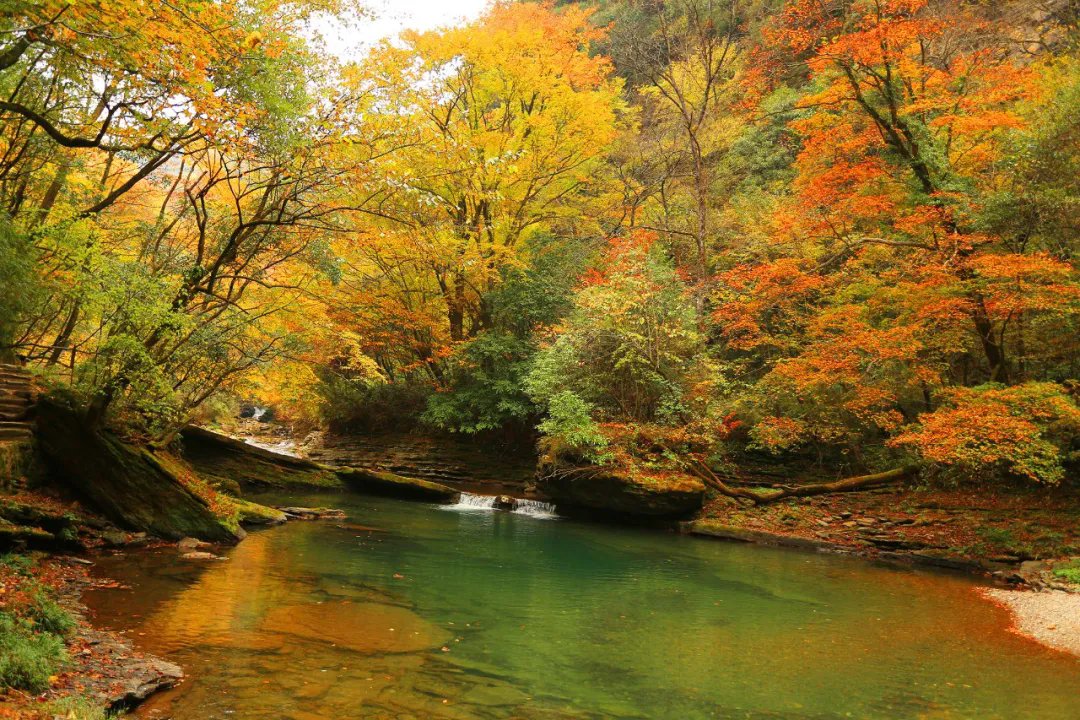HanZoneCN's tweet photo. 🍁✨ Get ready to be amazed by #Liping's dazzling #autumn foliage! From mid-October to mid-November, the landscape transforms into a vibrant sea of red. #BeautifulHanzhong https://t.co/4EnDrEGmBq