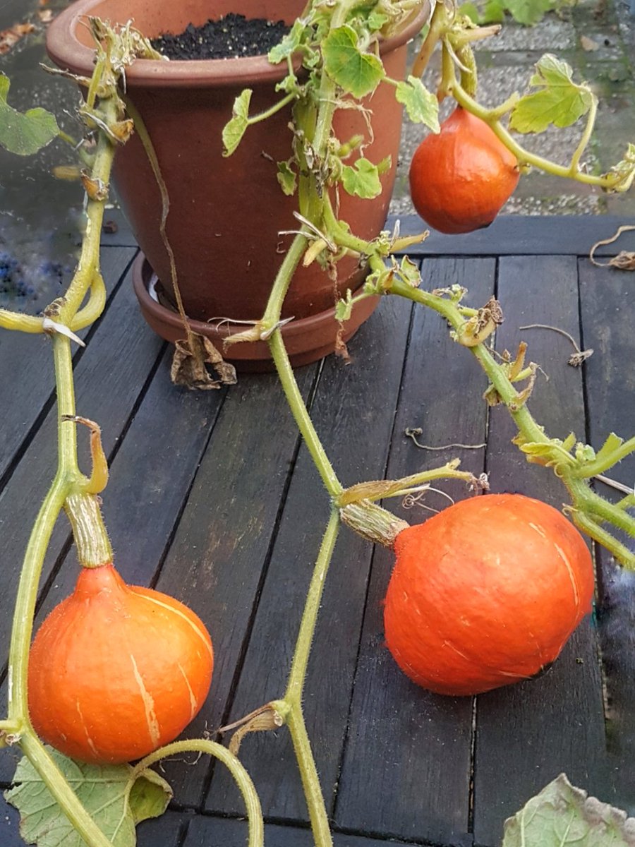 idafm's tweet photo. Hokkaido! in een bloempot.. omdat de moestuin werd leeg gevreten door kudde 🐌
Dát wordt eenpersoons pannetjes #pompoensoep😋
Met prei, ui, appel #uitdetuin +gember, kokosmelk https://t.co/cOpiZoiW6a