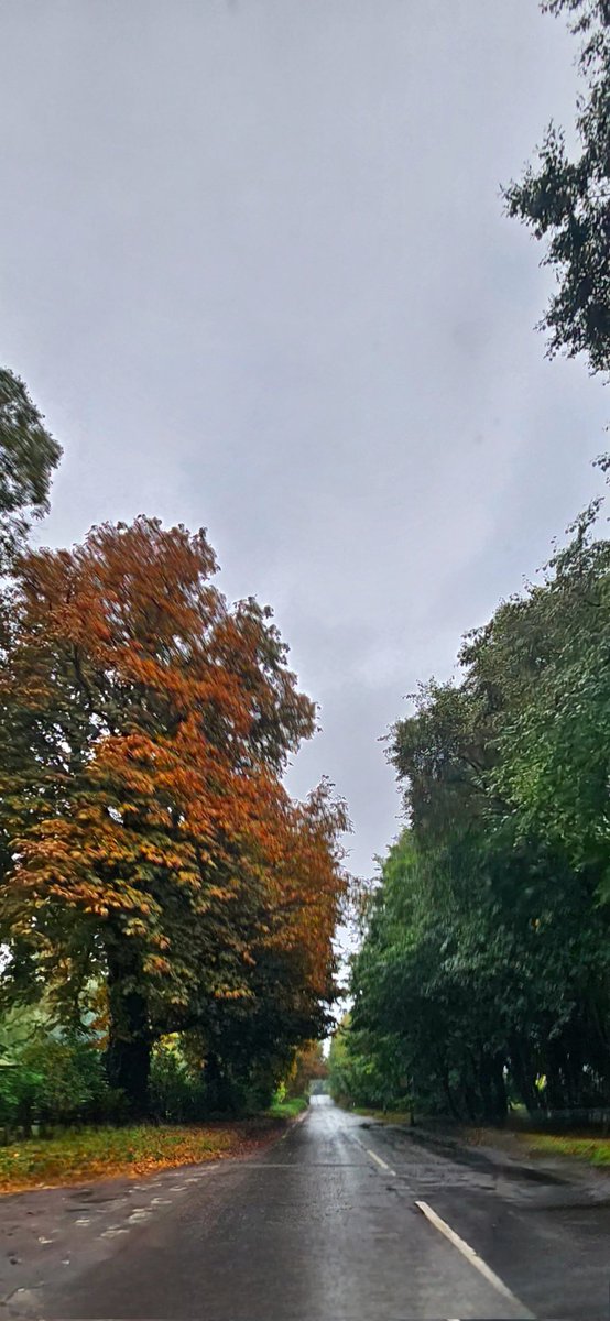 Hello from North Yorkshire. Watered. (May need a click.) #Rain #Trees #Autumn #CountryRoad #Yorkshire