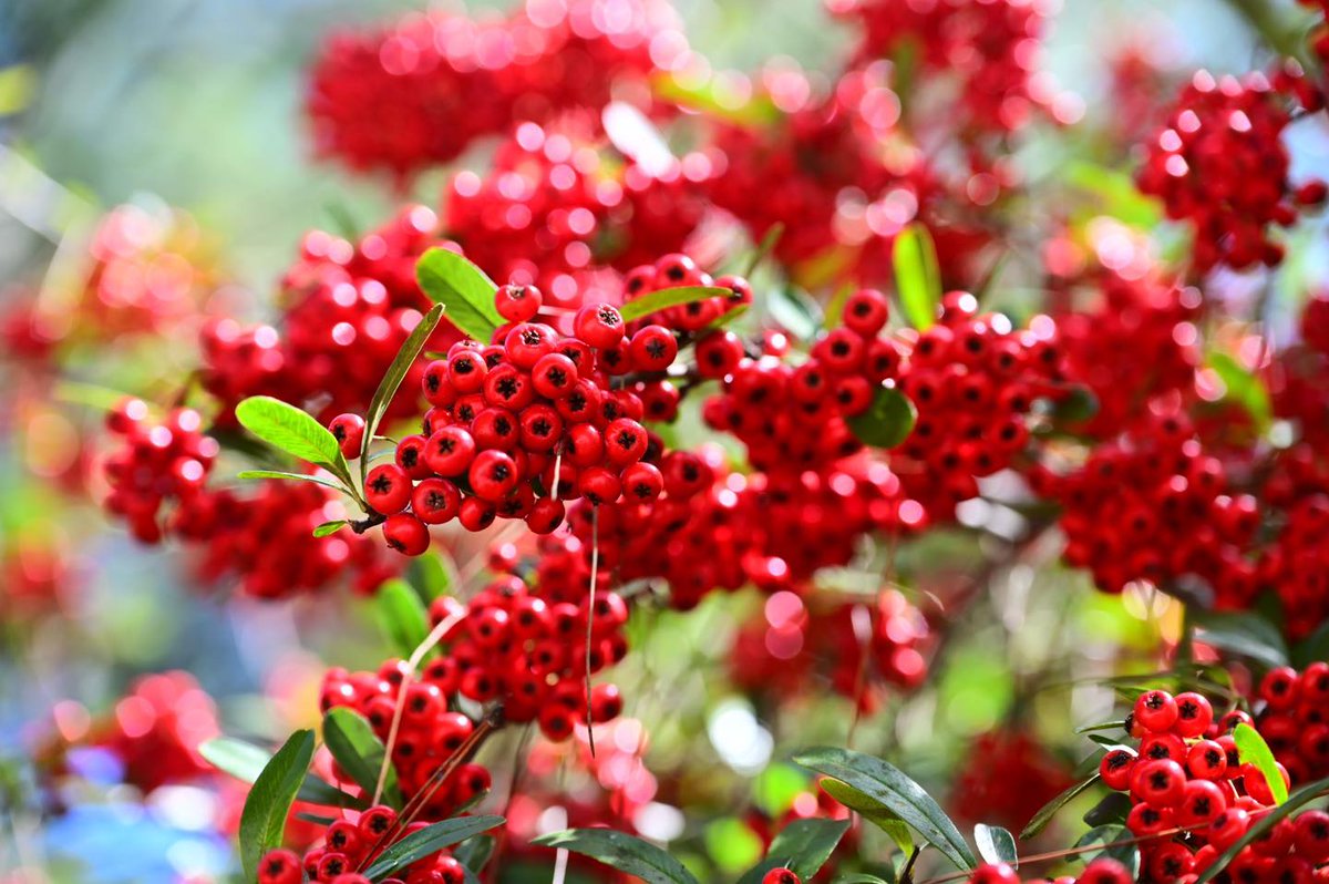 TaiwanToday_TH's tweet image. #ต้นไฟร์ทรอน (#firethorn) เริ่มผลิดอกออกผลแล้วในพื้นที่ #ฟาร์มอู่หลิง ซึ่งนอกจากจะออกดอกสีขาวในช่วงระหว่างเดือนมีนาคม - พฤษภาคมของทุกปี ดูเผินๆ แล้ว เสมือนกับเกล็ดหิมะที่ปกคลุมอยู่ทั่วทั้งต้น…