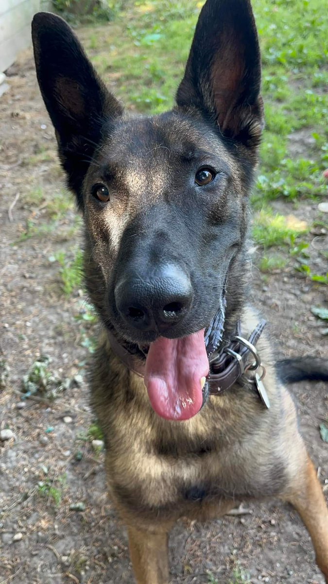 gsrescueelite's tweet photo. If you RT one thing today, please RT for Rolo ❤️
Rolo is 3yrs old, arrived in Aug 22 and is now shutting down in kennels, which is heartbreaking as he is usually such a boisterous, funny boy 😢
#dogs #GermanShepherd #Essex #Wednesday #wednesdaythought 
https://t.co/VD2L3a1GXL https://t.co/JGNo6BIC62
