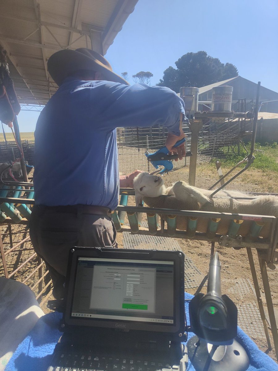 justinbammann's tweet photo. #EyreUltrawhites August DP stud lambs getting their vaccines and TSU'S taken.

Let's see what gems turn up from their sires 22-7779 and GDF9 double copy 22-5070.

#BreedELITE
#neXtgenAgri
#GDF9 https://t.co/8O5tR9kUuw