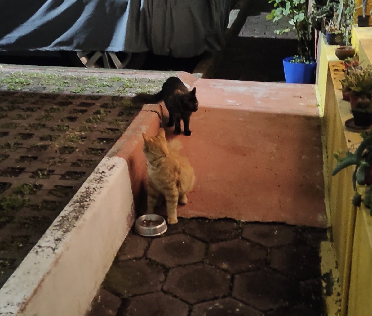 erikafis's tweet photo. @TlalpanVecinos me pueden ayudar a repostear? Estos gatitos han estado llegando a mi casa los últimos días, no sé si alguien los estén buscando, es uno amarillo y una gatita negra manchadita, tienen ambos un collar blanco y uno met��lico de bolitas. Llegan llorando y con hambre https://t.co/1LLfT115rI