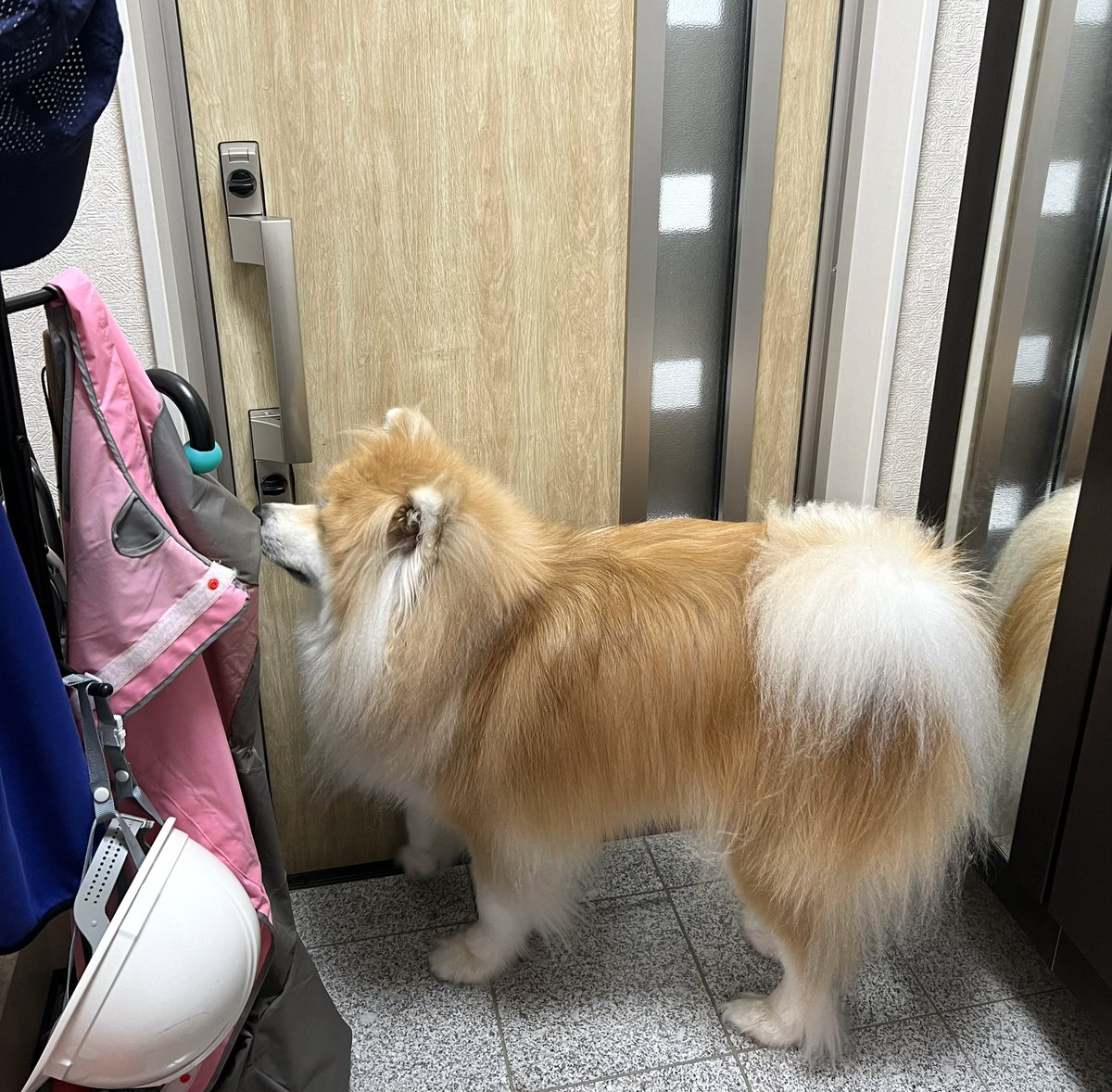 容赦なく尻をドスドスするおいぬ
必ず行こうな散歩 