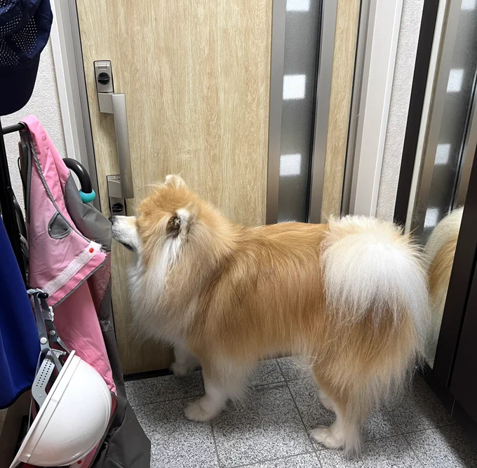 容赦なく尻をドスドスするおいぬ
必ず行こうな散歩 