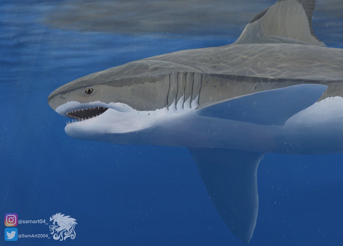 SamDrawsMonster's tweet photo. Saivodus
#shark #saivodus #fossilfish #paleoart #paleontology #prehistory #fish #ocean #sealife #marinelife #art #digitalart #procreate #procreateart https://t.co/hxJDGghNEh