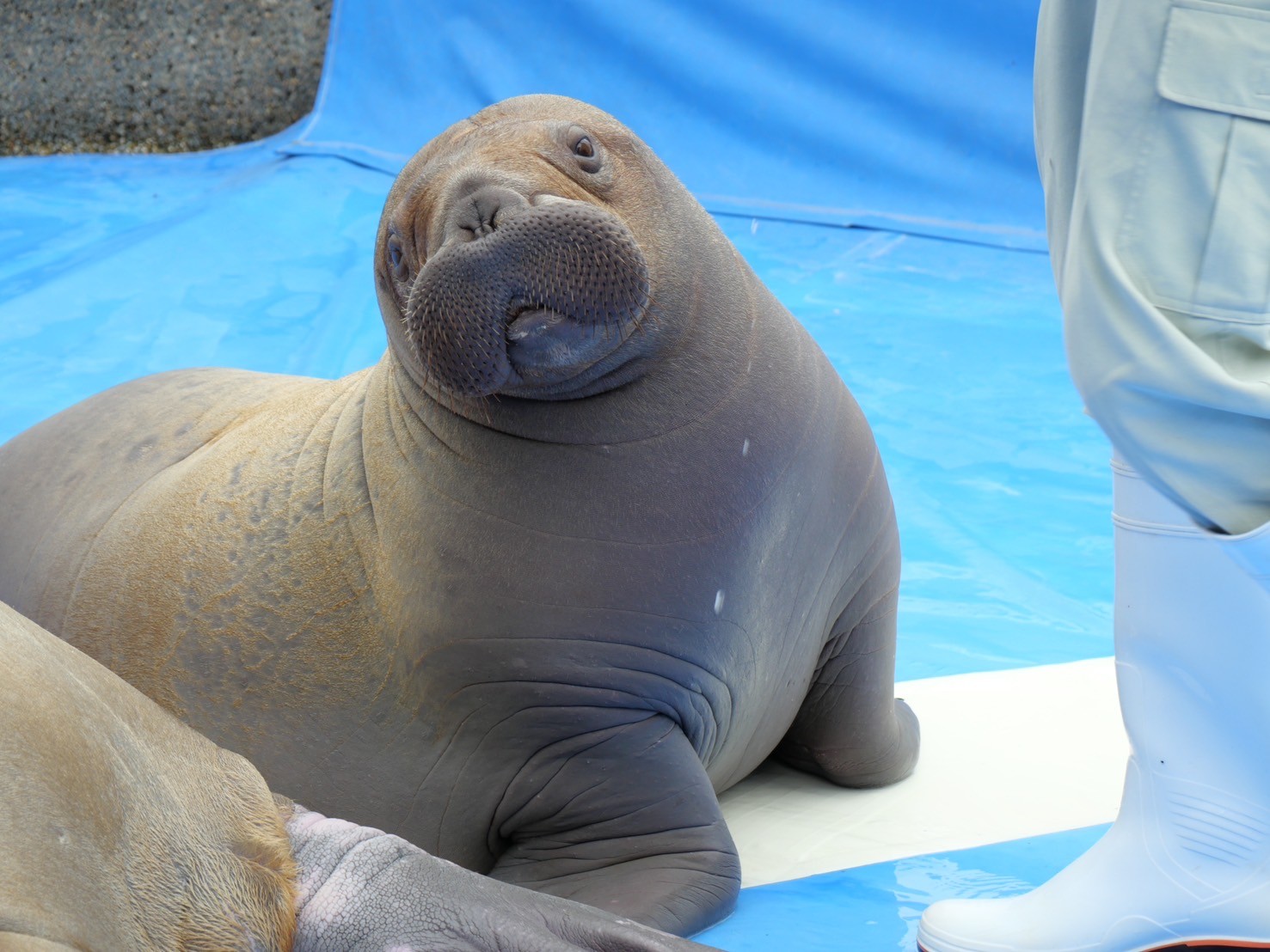 苺ちゃん様一枚 mignon works いちごちゃん 抱き枕カバー