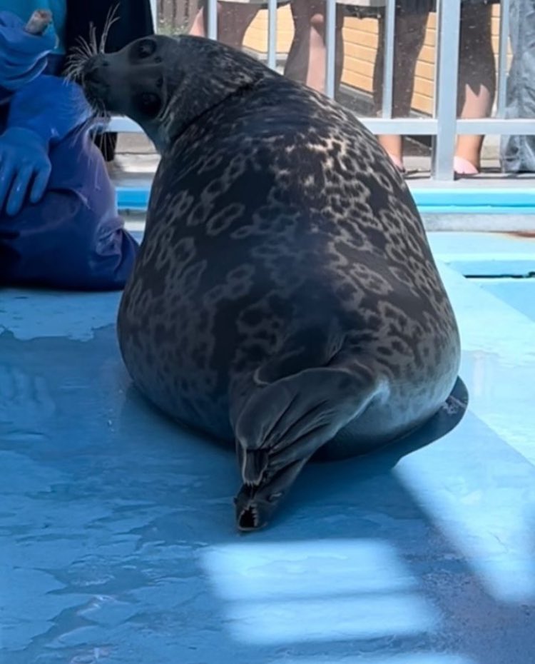 sirsillyseal's tweet photo. hitting that wonderful pose yet again https://t.co/hL4iV6skQL