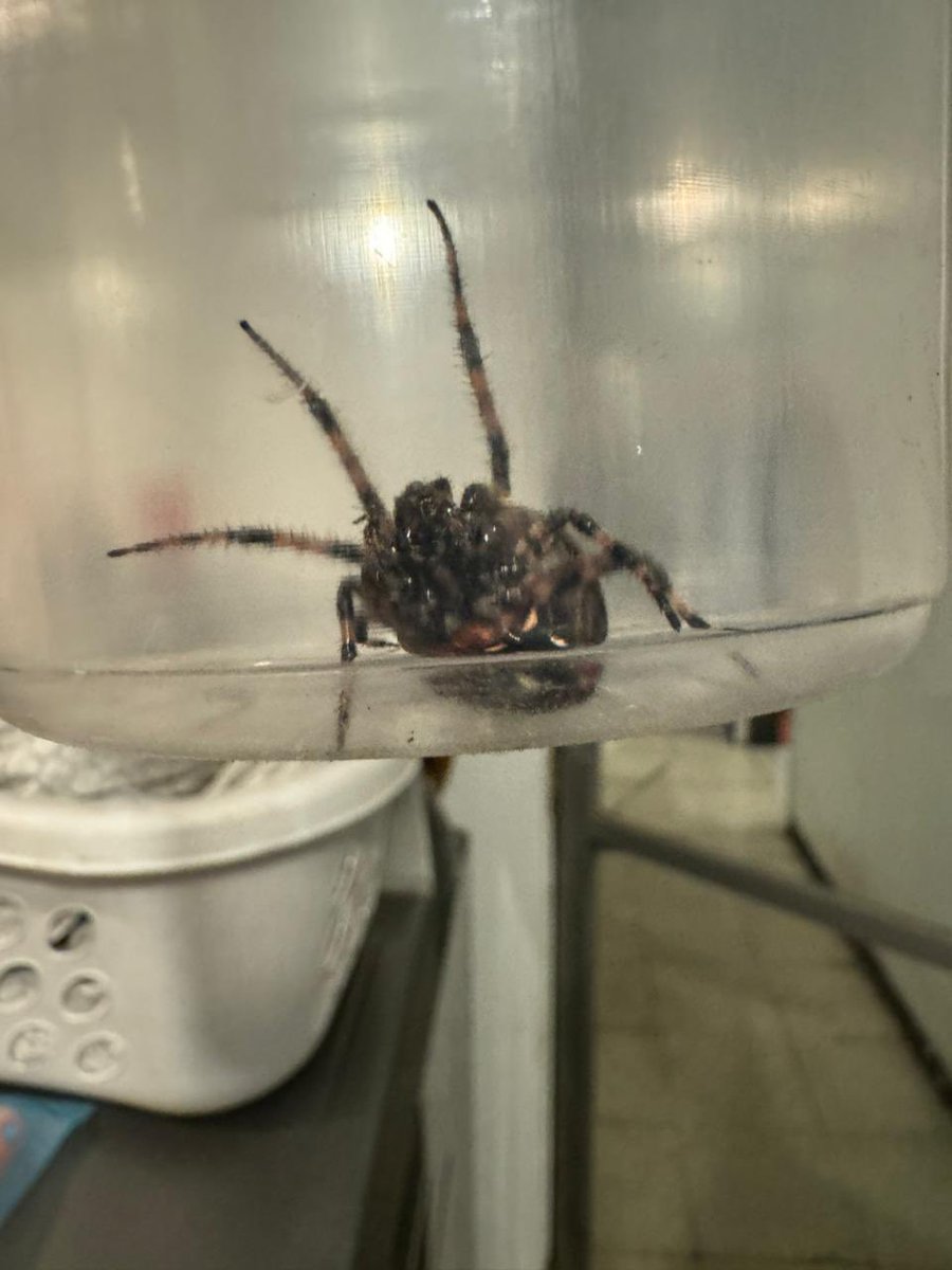mazapan36's tweet photo. @Arachno_Cosas hola! Podrías apoyarme con información sobre esta amiguita por favor, gracias 🤩 https://t.co/0ksbhMdqyN