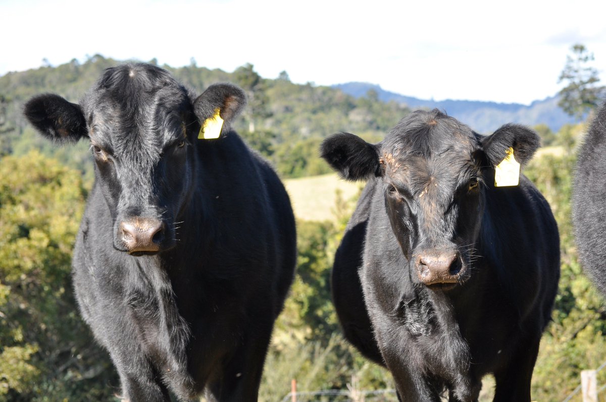 BackPaddockCo's tweet image. “Agronomists ! Hone soils and nutrition skills for pastures - best practical experience backed by science; industry leaders David Harbison, Dr Chris Dowling.”

Details &amp;amp; Register
hubs.ly/Q02SJj9f0