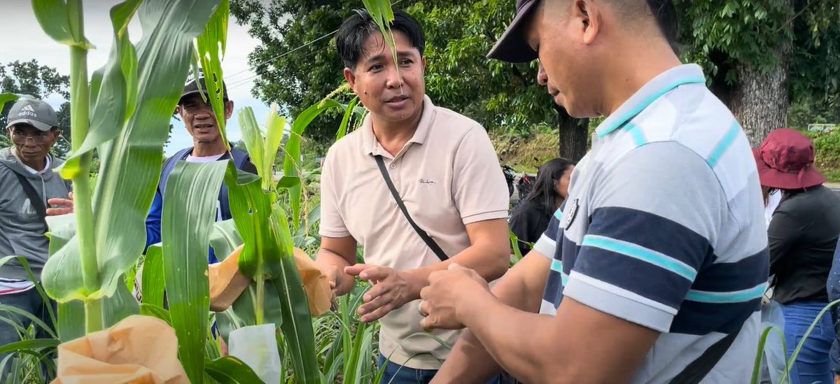 searice_online's tweet image. SEARICE trains farmers to improve crop cultivation. More: tinyurl.com/2u8cdjuj