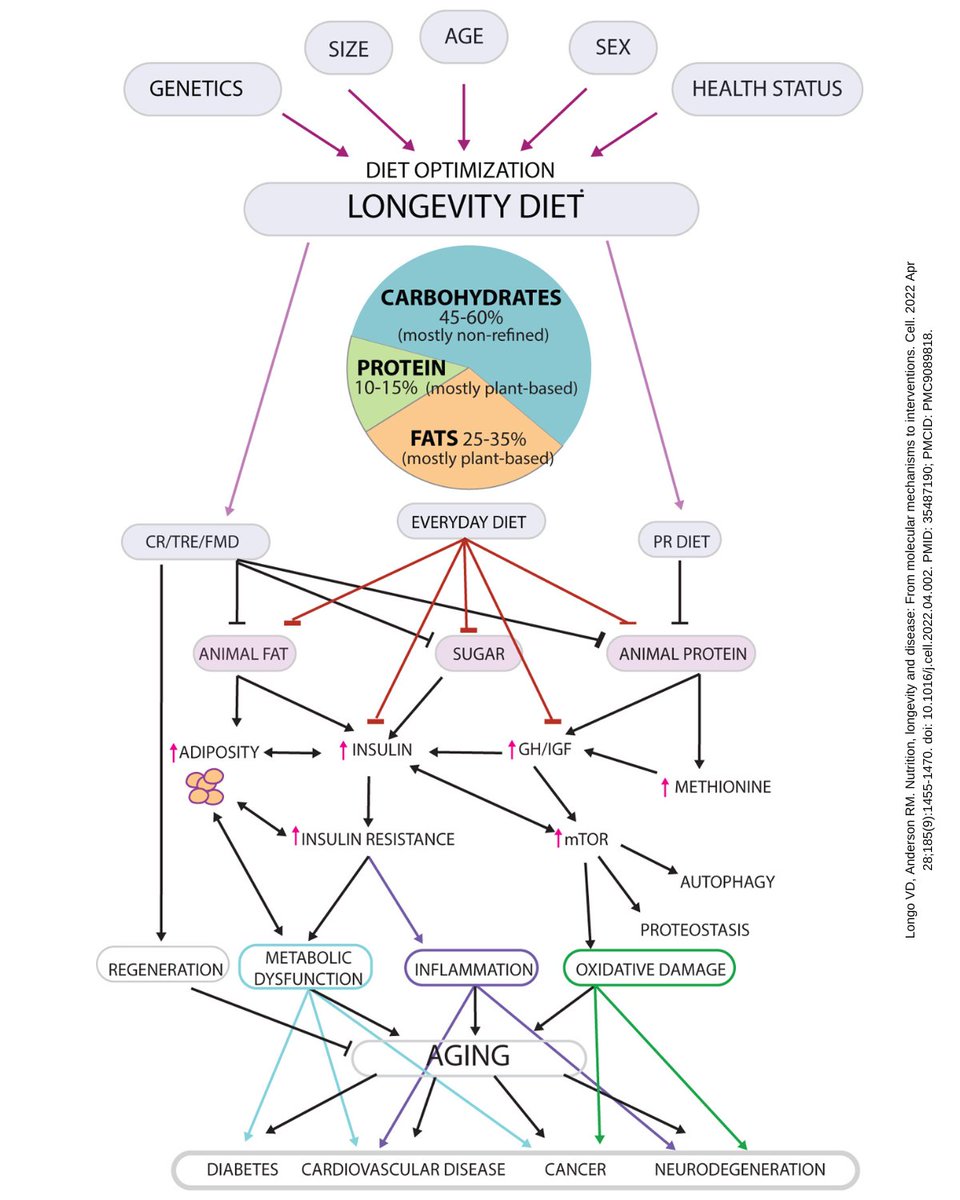What's the best diet for longevity?

The link between our nutrition habits and longevity is complex —this graphic doesn't even cover it fully.

But considering cardiovascular disease might be the biggest preventable threat to longevity worldwide, I would lower that risk first.