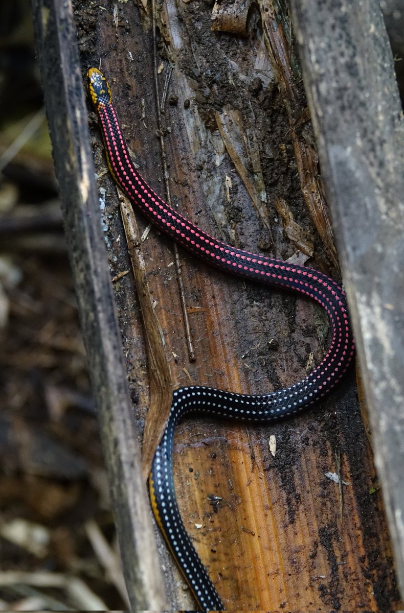 Emily Richens tweet media