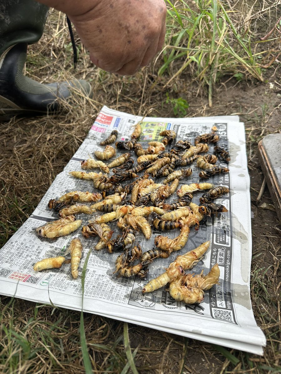 豊永裕美.食材探検家 (@harapeko64chan) / Posts and Replies / X