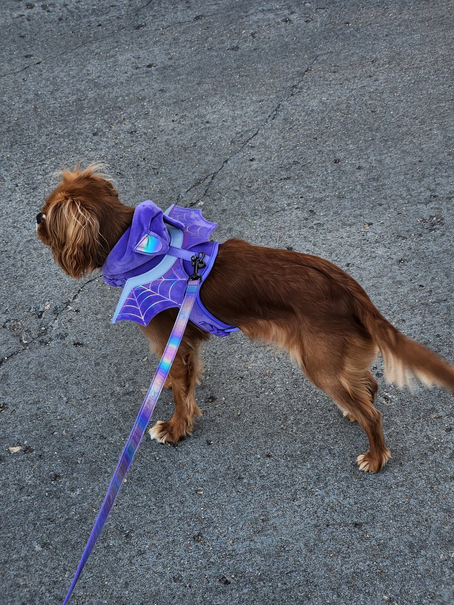 Narsimha Pujari tweet media