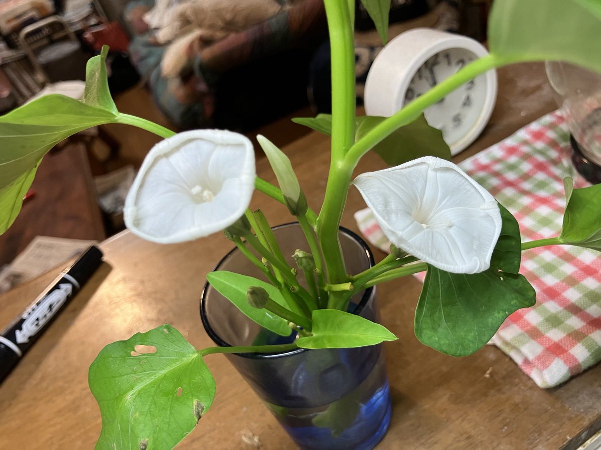 mandolinbum's tweet image. 空芯菜の花が咲いた。こんなはなだったんだね。