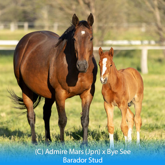 BreednetNews's tweet photo. Some newbies just on to the Foal Gallery.
https://t.co/0A8qNA3T5L

Photos by @_lr87_

@NewgateFarm @BaradorS @KambulaStud @ArrowfieldStud @CoolmoreAus @DarleyAus https://t.co/r6kQEA3tu2