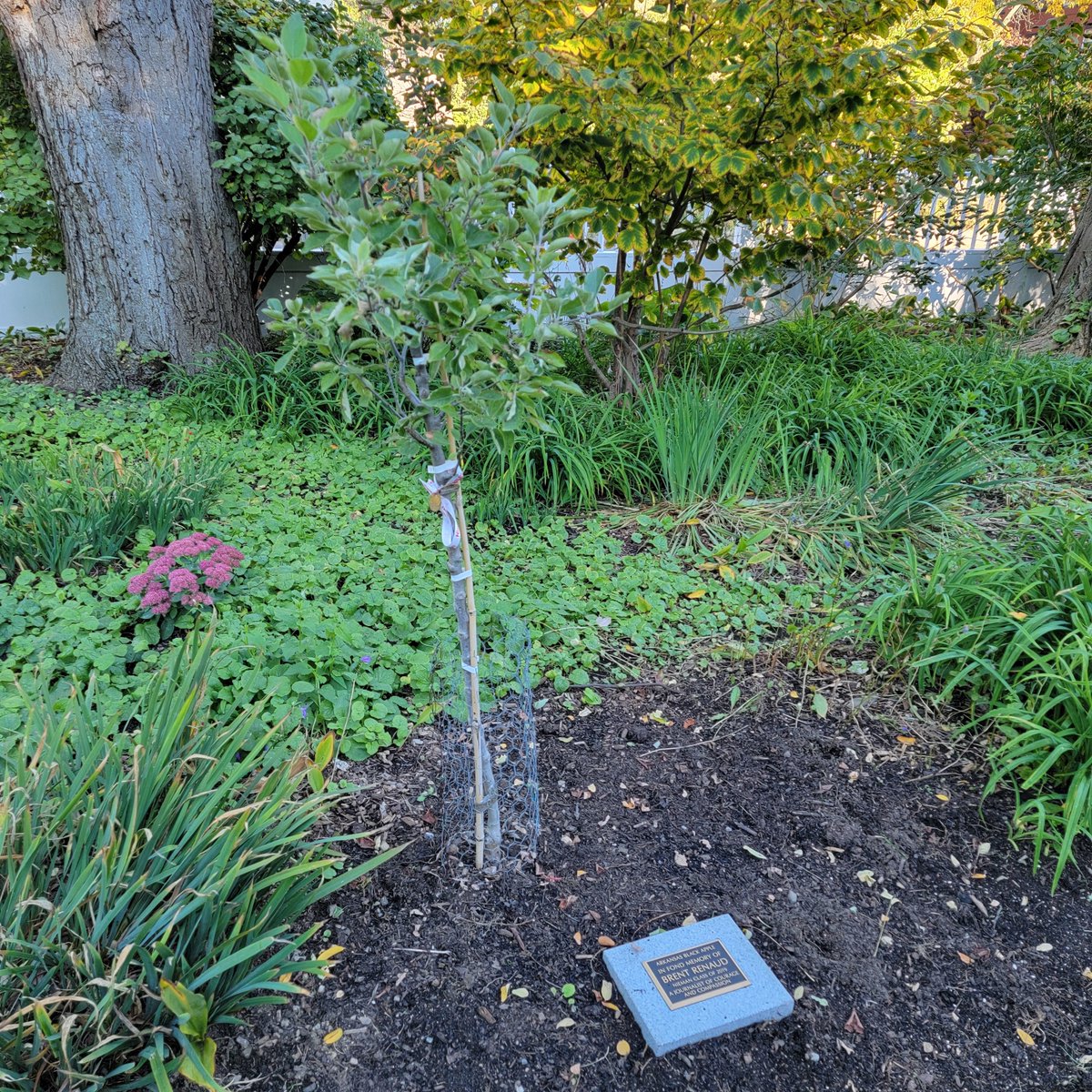 niemanfdn's tweet photo. “A journalist of courage and compassion.” The Arkansas Black Apple tree planted at the @niemanfdn in honor of documentary filmmaker/photographer Brent Renaud has a new marker thanks to his 2019 Nieman classmates. We’re so grateful.@RenaudBrothers https://t.co/JtQftBSxhs https://t.co/YF6Yj4H7IO