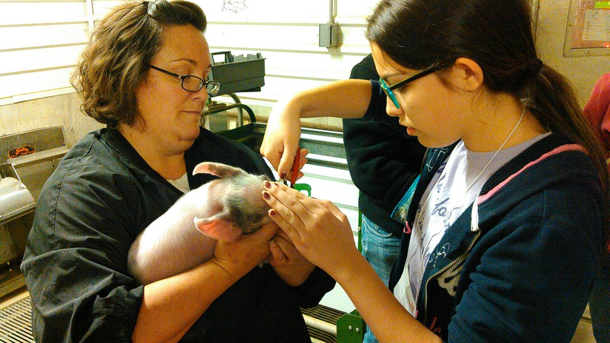 MUExtension's tweet photo. Two women transformed their lives at the Pearls of Production conference, a hands-on program for women in livestock

Read their stories and learn more about the 2024 conference scheduled for Oct. 29 via Zoom and Nov. 2 in Columbia. 

https://t.co/eI5O2CbDsK https://t.co/mAygkjJAyX