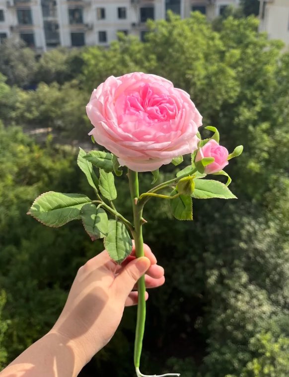 veronicaqwk's tweet photo. flower for u https://t.co/mmDLf5KY65