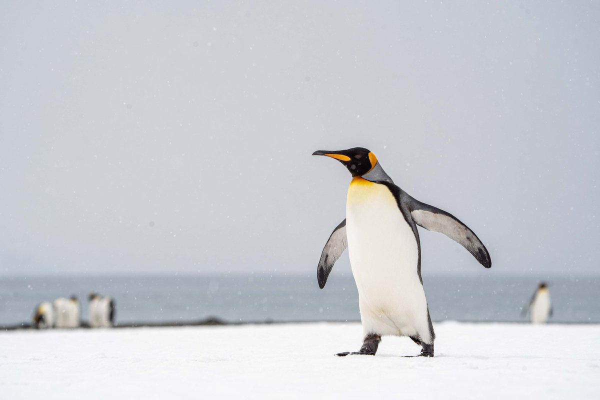 King penguin on a very snowy South Georgia beach <a href="/BAS_News/">British Antarctic Survey 🐧</a>