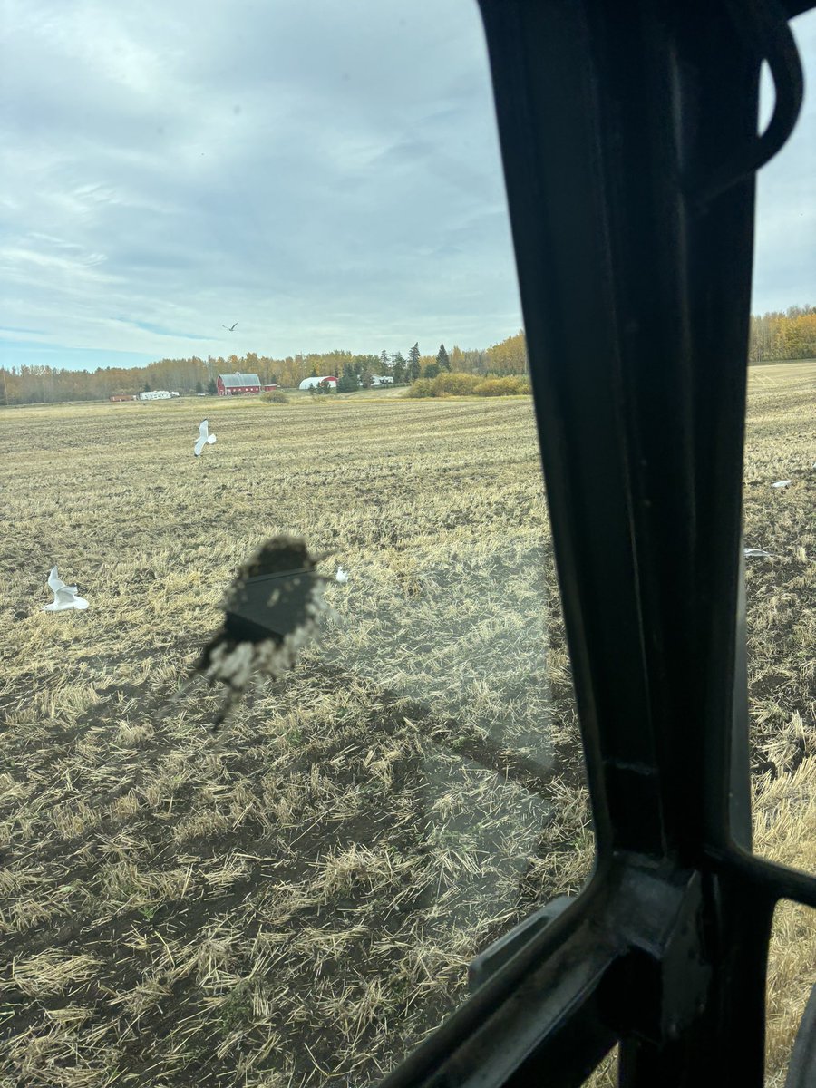 Took a direct hit from the Portuguese snow geese today🤬