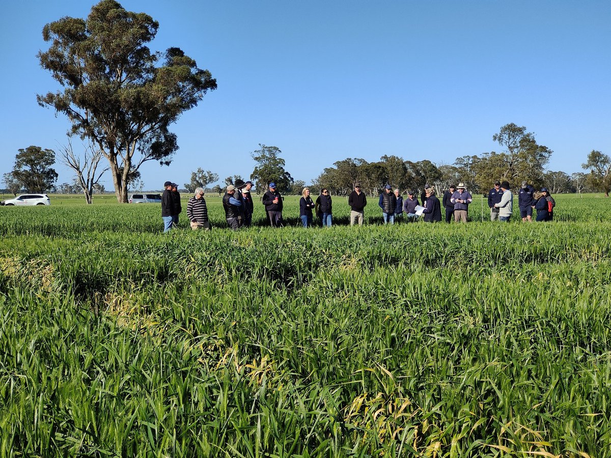 Site 1 Bread Wheat v Durum 
Crops look great, no differences apparent but the next month will be critical 
<a href="/theGRDC/">GRDC</a> 
#SADGACropwalk
<a href="/MacKillopGroup/">MFMG</a>
