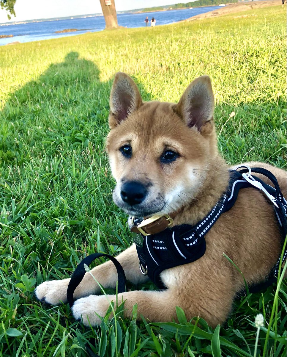 My baby AKITO  Komodo, 3 years ago.