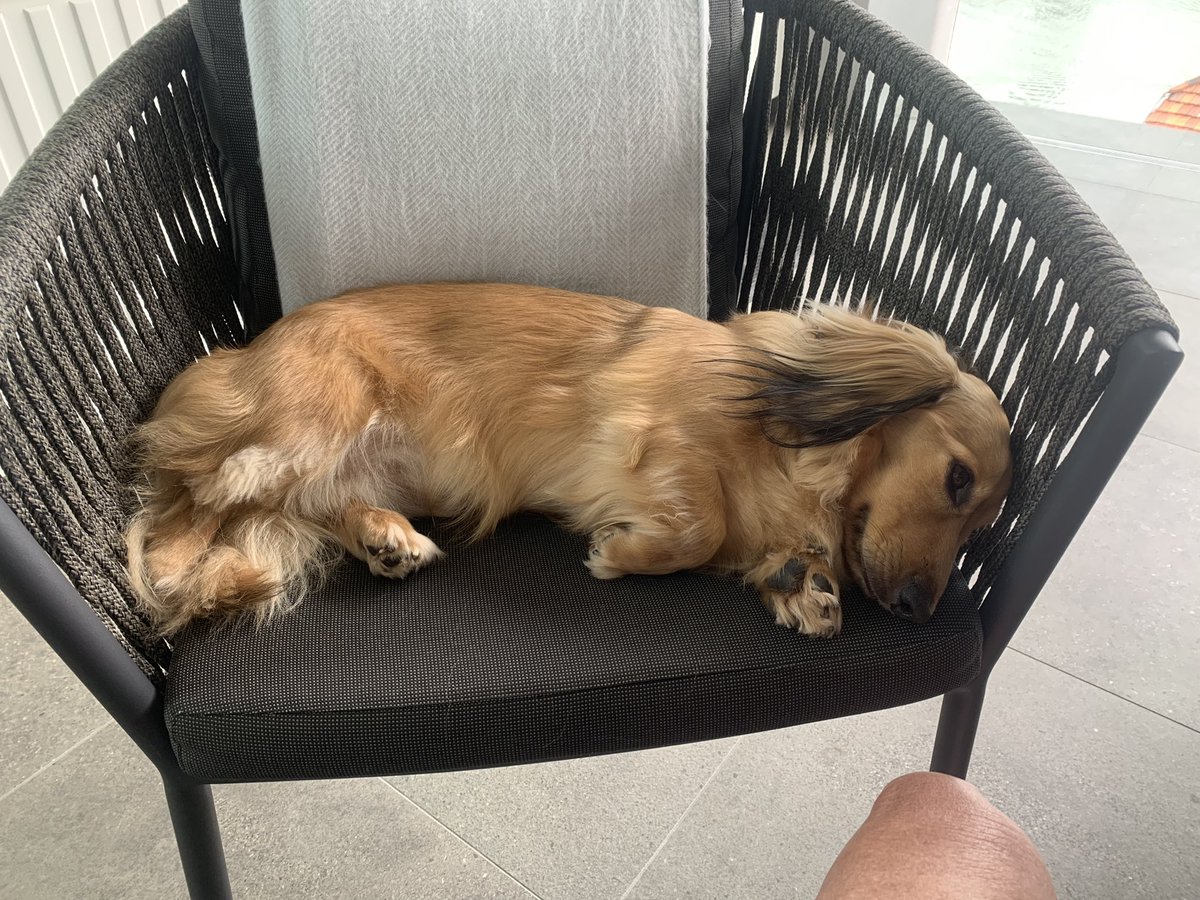 WinstonWeiner's tweet photo. Anyone else like to be up high? #dachshundlife https://t.co/jLVS267RTa