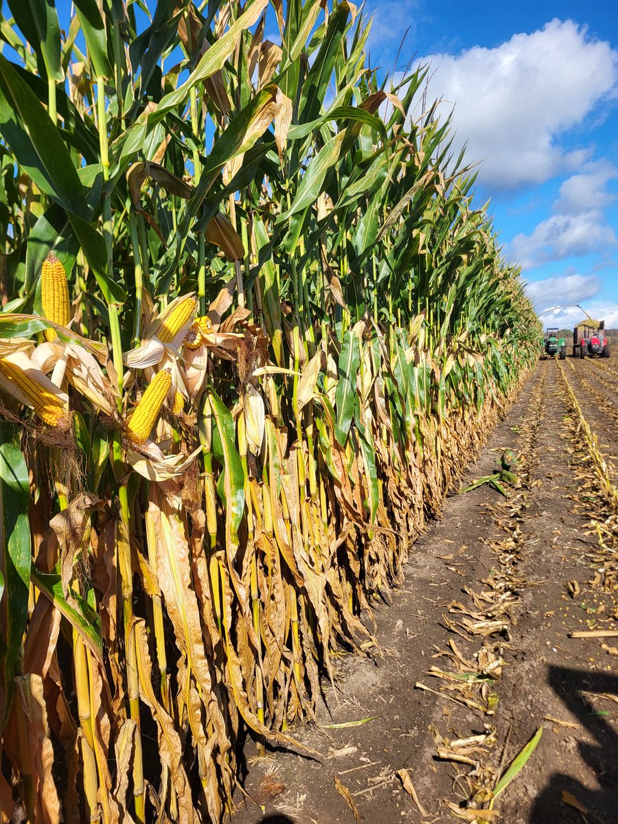 Corn silage coming off. #ontag