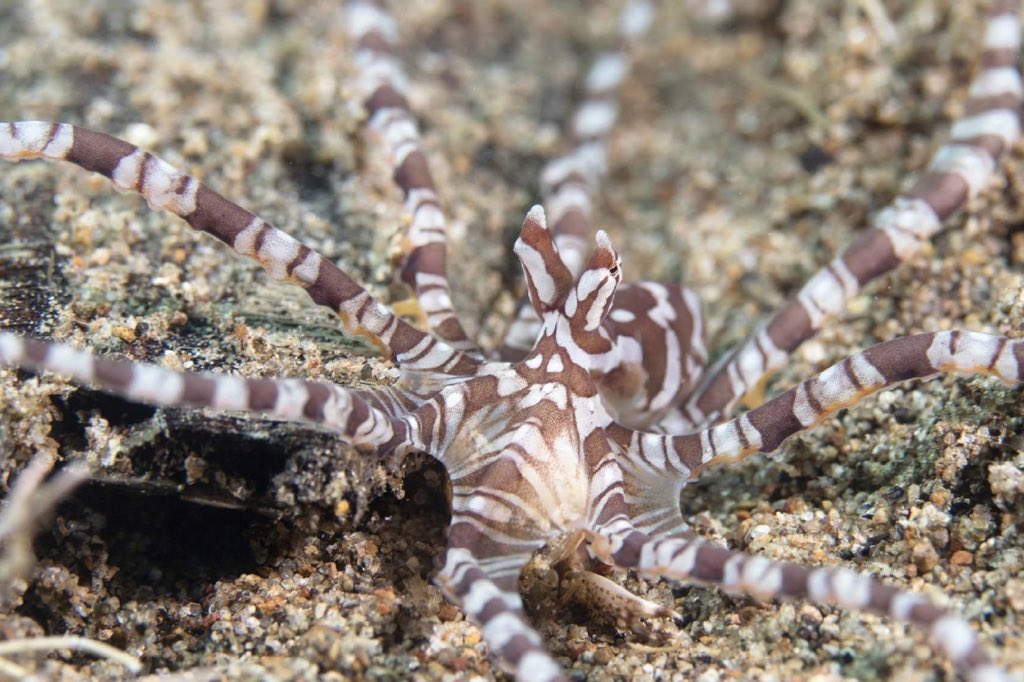 Focused On Nature wishes you a happy World Octopus Day!