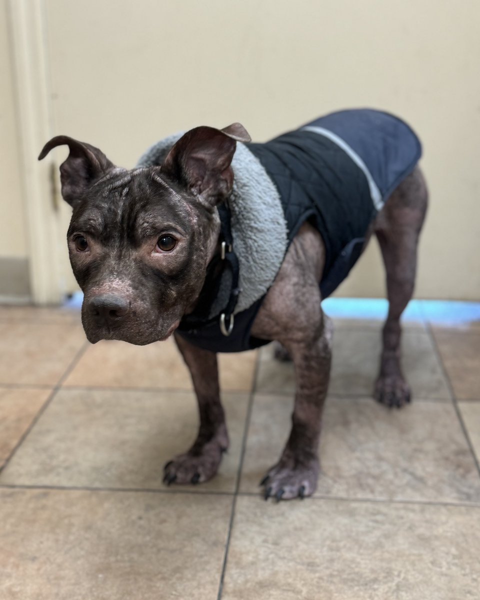 15outof10's tweet image. With your help, Choco's skin has healed, his fur is growing back — and now all he needs is a foster ✨

He's in Brooklyn and deserves a safe foster home to unwind in as he continues his journey. Interested? Reach out to @AMAAnimalRescue or apply below ❤️‍🩹 amaanimalrescue.org/foster/applica…