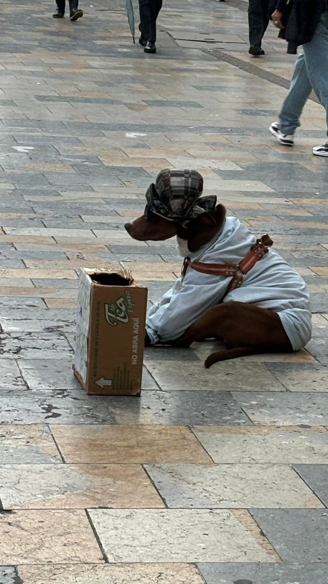 ColombiaOscura's tweet photo. #VALEROSO. Ciudadanos rescatan a perrito que era utilizado y explotado para pedir dinero frente al Edificio Avianca en Bogotá. El animal, sometido por un abusador que no le permitía ni descansar, ahora está a salvo. Según informan, el can no presentaba signos de desnutrición.
🚨 ÚNETE 👉 https://t.co/3q1TYKflOu