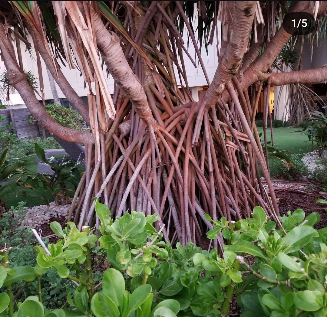 Yaddy Hyrule⬛️⬜️🟪🟫 tweet media