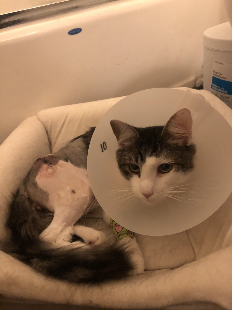 vulpesorion's tweet photo. Snaggy is home and on the mend!! They said he did really well! Now we are ready for six months of cat rehab let’s gooooo https://t.co/91bM4y1Tr4