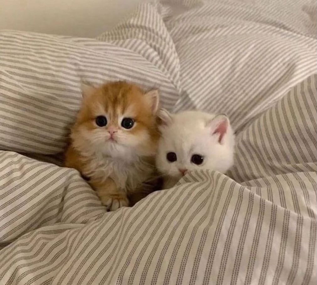 smol silly cat tweet media