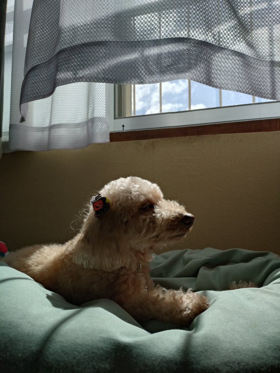 日向ぼっこ。天気良いね。