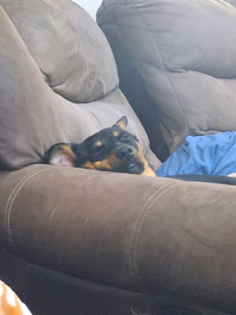 Nick_emerald's tweet photo. @GarrettArt A sleepy pupper to help ya feel better https://t.co/hxUZBVhoEy