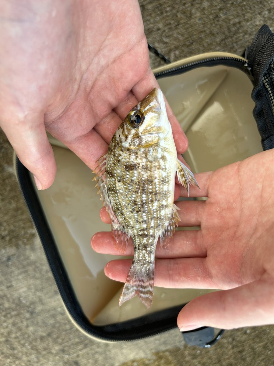wakamiyaryu's tweet photo. 舞台翌日、朝4時からホテル前の漁港で釣り🎣スッピンで💦50代のスッピンは軽犯罪🙇
#若宮流沖縄支部宮古教室　#若宮かしょう　#若宮流日本舞踊 https://t.co/5xAHohNFjp