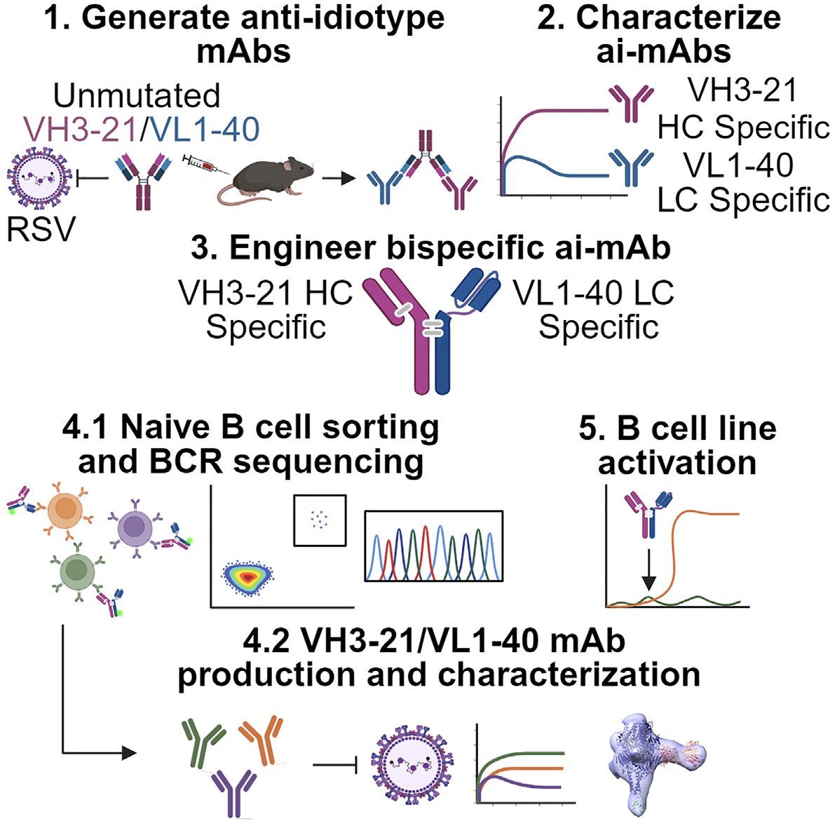Amelia Escolano (@escolanolab) on Twitter photo Great to contribute to this study on anti-idiotypic antibodies for RSV by Andy McGuire and his team at <a href="/fredhutch/">Fred Hutch Cancer Center</a>. Check it out! ▶️ sciencedirect.com/science/articl… Great to contribute to this study on anti-idiotypic antibodies for RSV by Andy McGuire and his team at <a href="/fredhutch/">Fred Hutch Cancer Center</a>. Check it out! ▶️ sciencedirect.com/science/articl…
